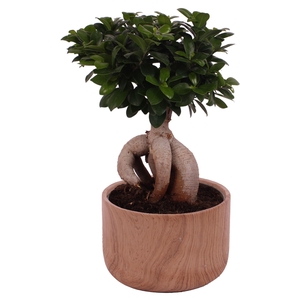 Ficus m. Ginseng Ball Shape Ø24cm in Ø26cm Ceramic NT565