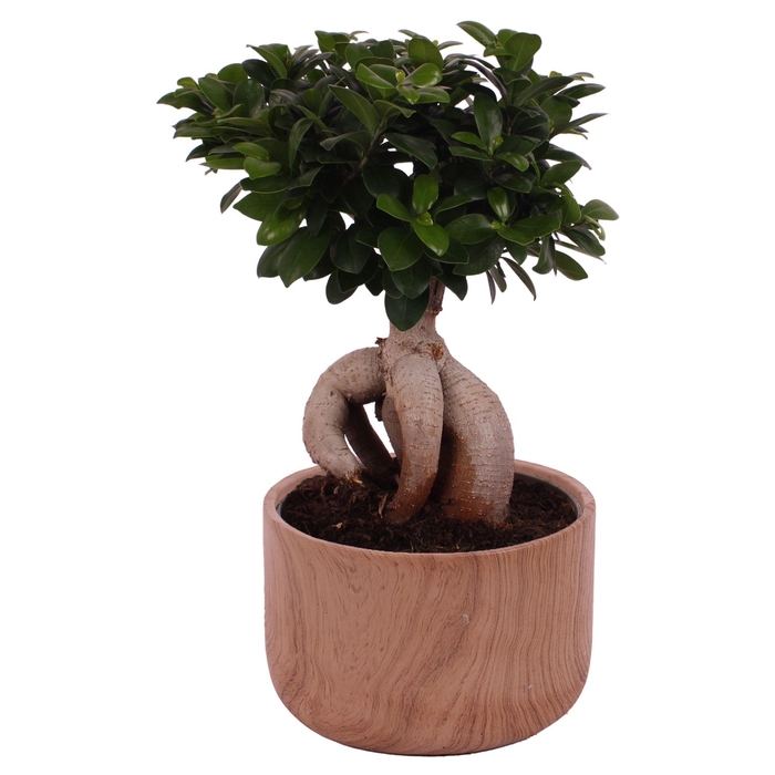 <h4>Ficus m. Ginseng Ball Shape Ø24cm in Ø26cm Ceramic NT565</h4>