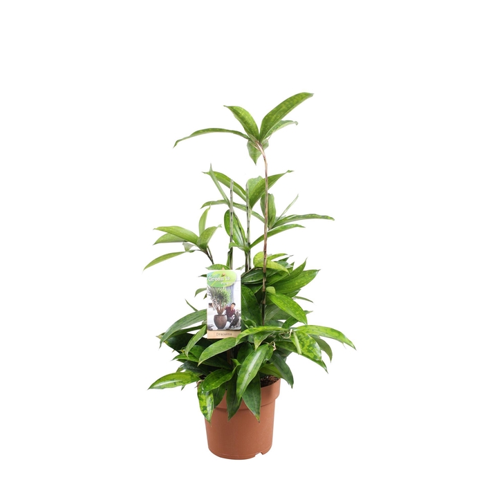 <h4>Dracaena surculosa</h4>