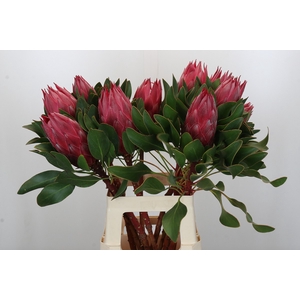 Protea Cynaroides Madiba