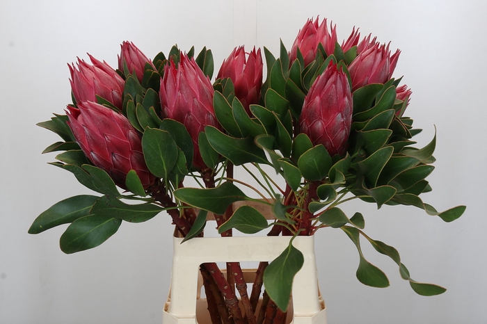 <h4>Protea Cynaroides Madiba</h4>