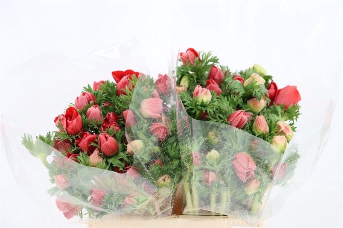 <h4>Anem Marianne Red</h4>