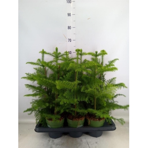 Araucaria heterophylla