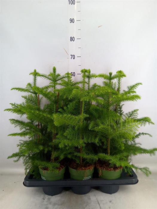 <h4>Araucaria heterophylla</h4>