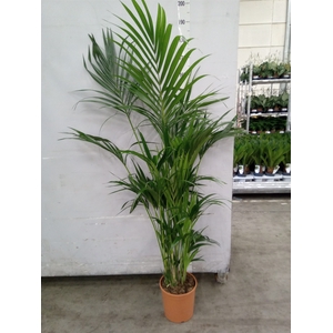 Howea forsteriana