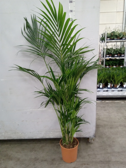 <h4>Howea forsteriana</h4>