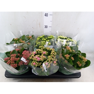 Kalanchoe blos. 'RosDon Collection'