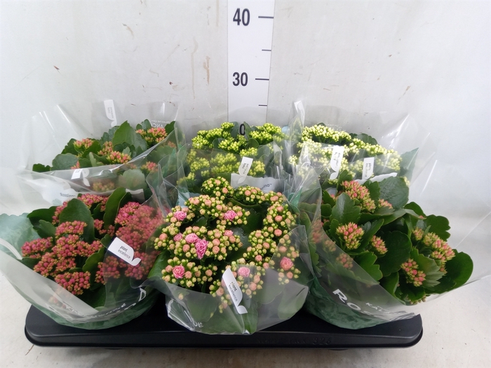 <h4>Kalanchoe blos. 'RosDon Collection'</h4>