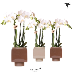 Kolibri Orchids Phalaenopsis white 3 spike in Cube pot brown mix