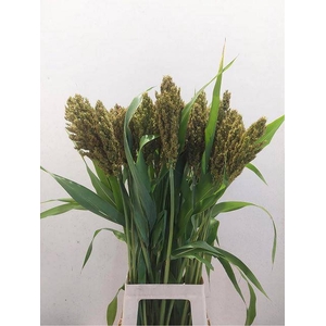 SORGHUM ZEBRA COMPAC