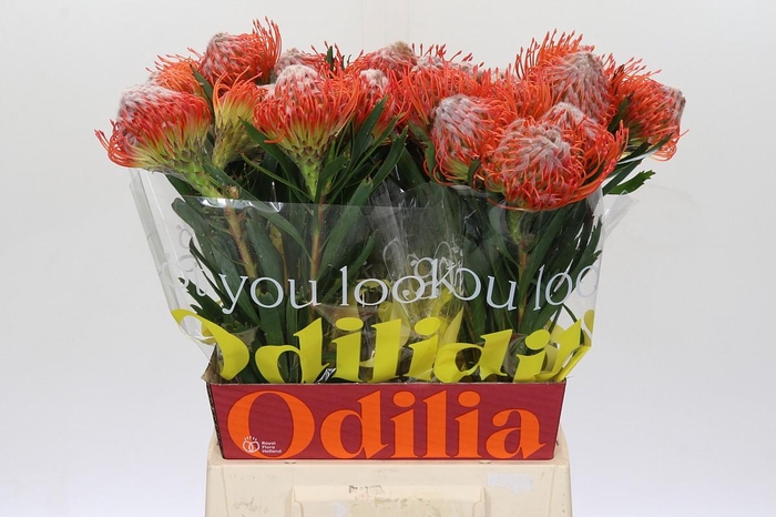 <h4>Nutans Tango</h4>