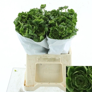 RANUNCULUS OV