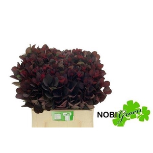 Cotinus Coggygria Rp
