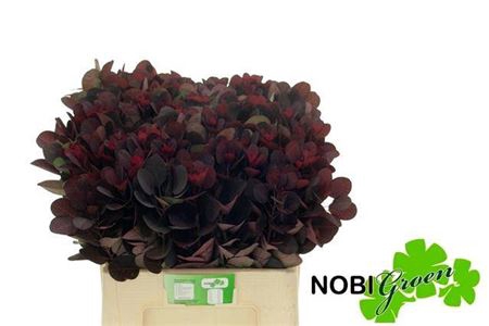 <h4>Cotinus Coggygria Rp</h4>