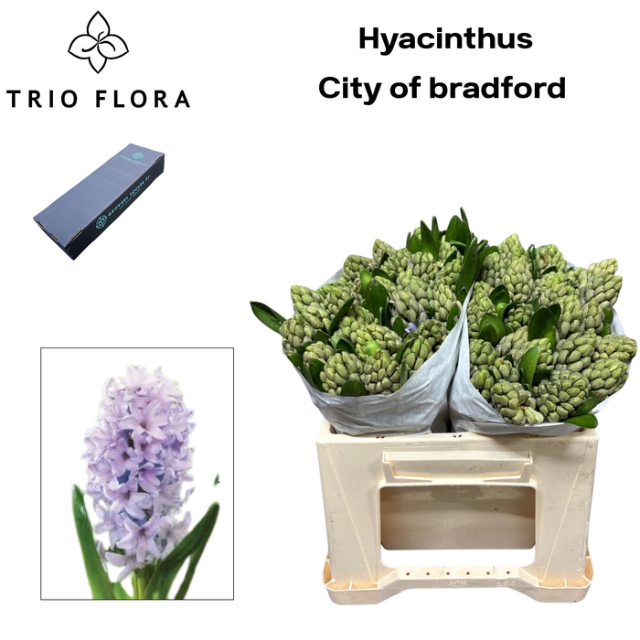 <h4>HYAC CITY OF BRADFOR Box S 25</h4>