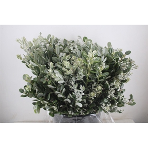 Pittosp Ralphi Leaves 400gr P Bunch