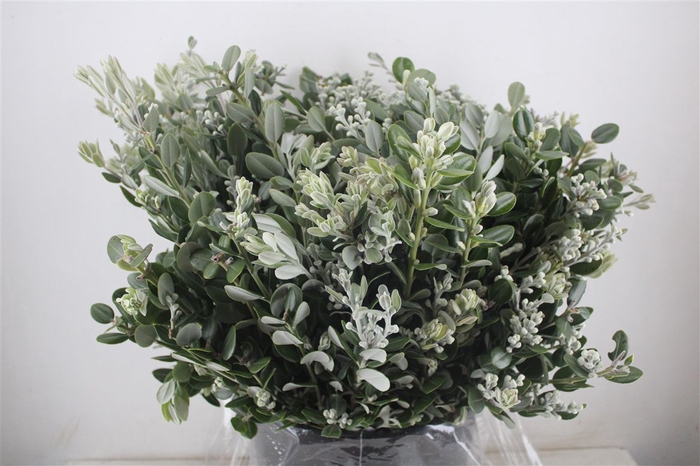 <h4>Pittosp Ralphi Leaves 400gr P Bunch</h4>