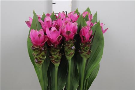 <h4>Curcuma Siam Shadow</h4>