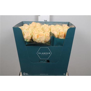 R Gr Avalanche Peach