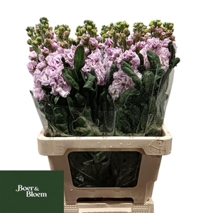 MATTH IRON CHERRY BL