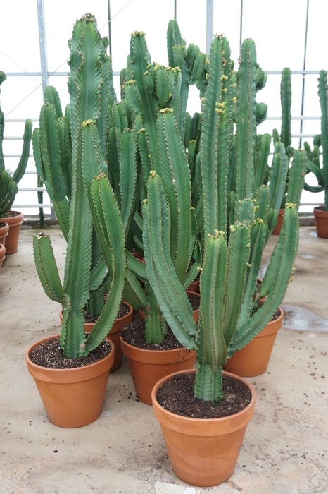 <h4>Euphorbia Ingens</h4>