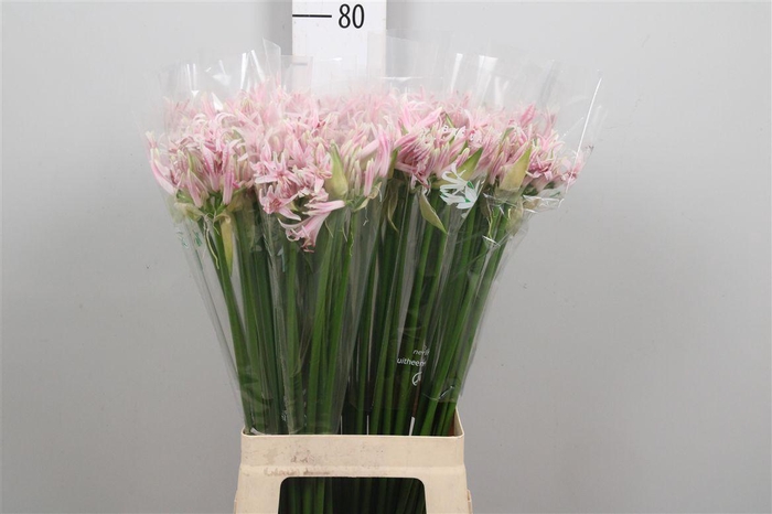 <h4>Ne Bo Berenice</h4>