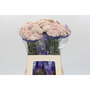Ozothamnus Cooks Pink