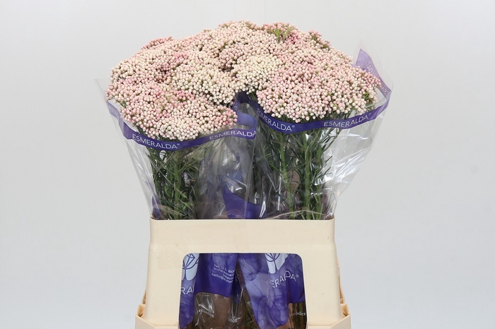 <h4>Ozothamnus Cooks Pink</h4>