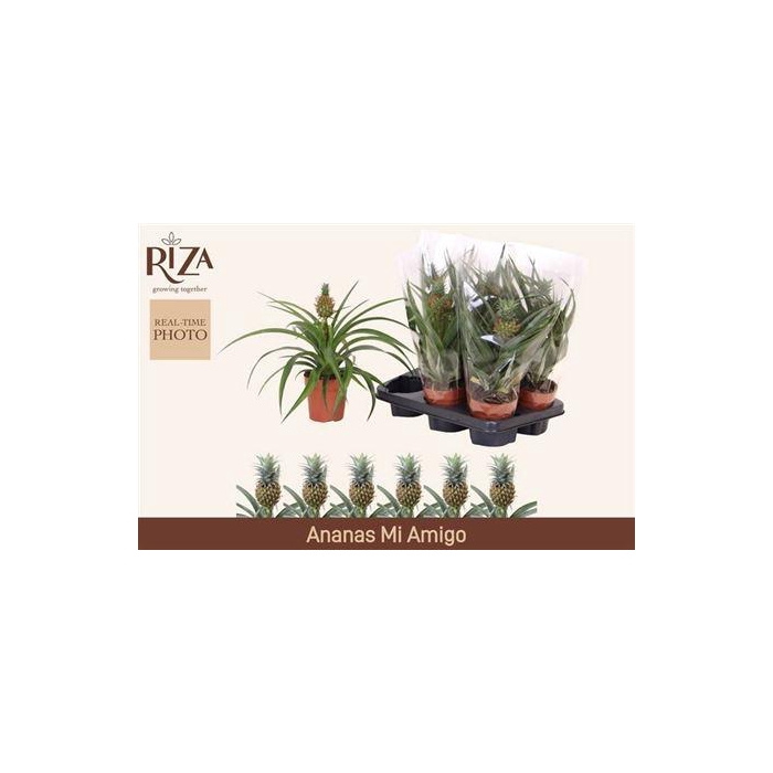 <h4>** Ananas Mi Amigo ** Winter Promo **</h4>