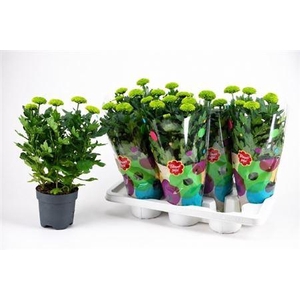 Chrys Fp Green 5pp
