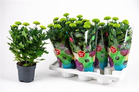 <h4>Chrys Fp Green 5pp</h4>