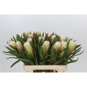 Protea White Night