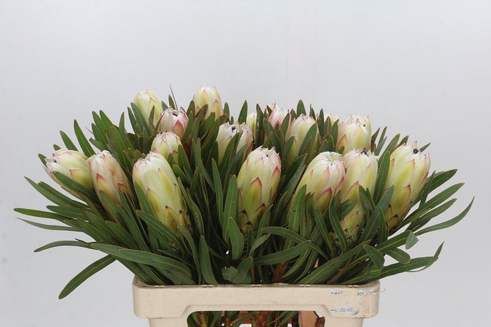 Protea White Night