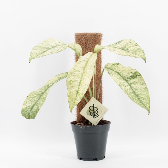 <h4>Planten   ...green L%</h4>