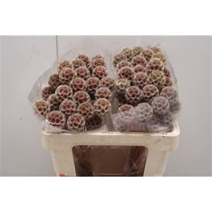 Scabiosa Stellata Rosa Klb