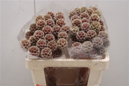 <h4>Scabiosa Stellata Rosa Klb</h4>