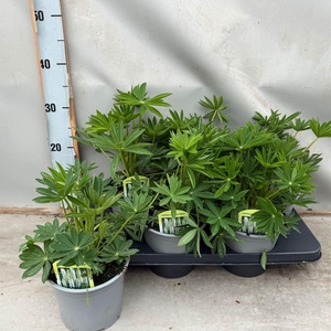 Lupinus polyp. 'Lupini White'