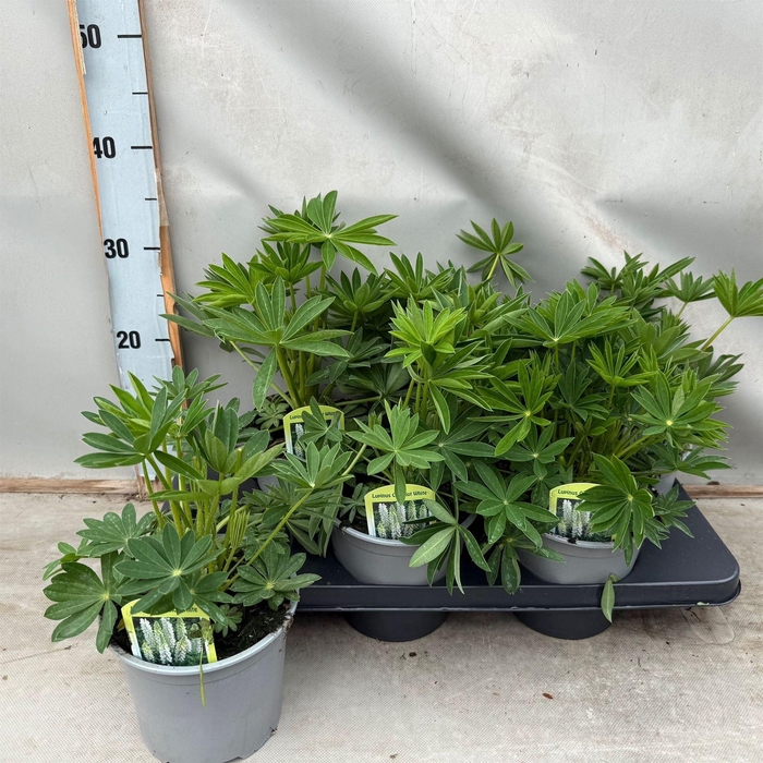 <h4>Lupinus polyp. 'Lupini White'</h4>