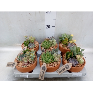Arr.  Succulents L%