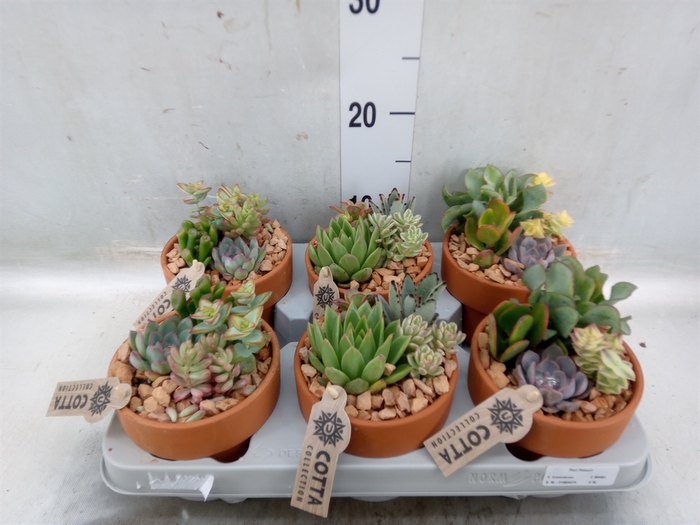 <h4>Arr.  Succulents L%</h4>