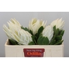 Protea Cyn. Ayoba Arctic Ice