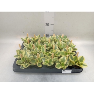 Peperomia obt. 'Obtipan Bicolor'