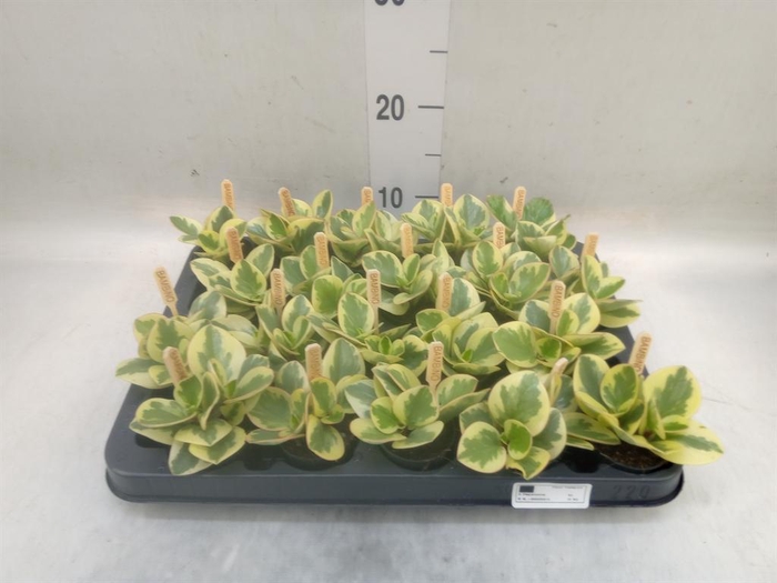 <h4>Peperomia obt. 'Obtipan Bicolor'</h4>