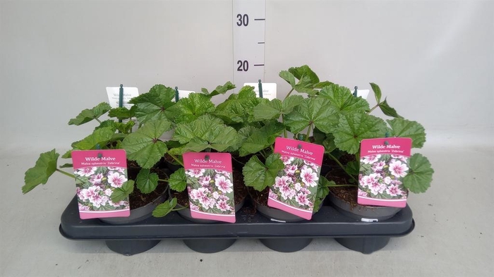 <h4>Malva sylvestris</h4>