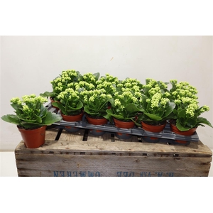 arr8 Kalan B Ge C Whites