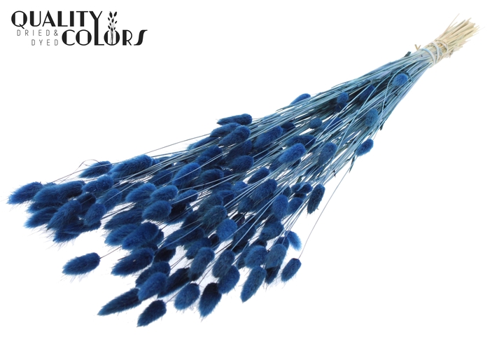 Lagurus Premium per bunch Dark Blue
