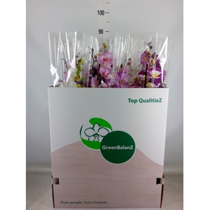 Phalaenopsis   ...mix
