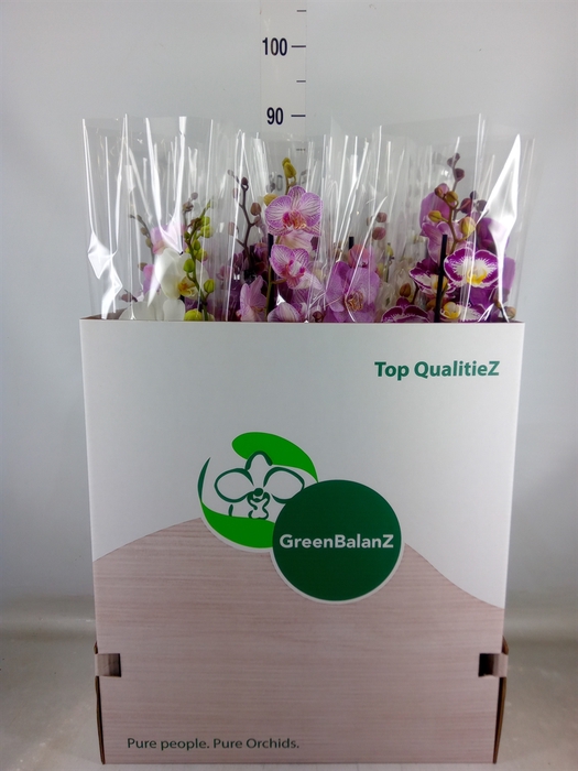 <h4>Phalaenopsis   ...mix</h4>