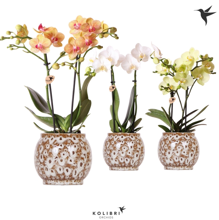 <h4>Kolibri Orchids Phalaenopsis mix 2 spike in Safari pot</h4>