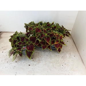 PLEC C MS BOURON STR